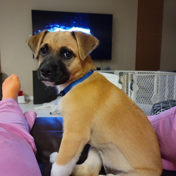 Meet your Posher, Brittney - Picture 1 of 1